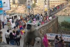 Rishikesh and Yogy Monkey